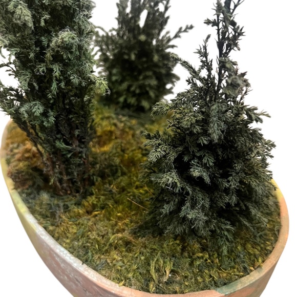 FOREVER GREEN ART Potted Quartet Mini Cypress Tree In‎ Oval Terra Cotta Planter - Picture 7 of 12